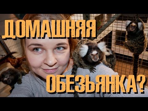 Видео: Как ухаживать за игрункой или тамарином?