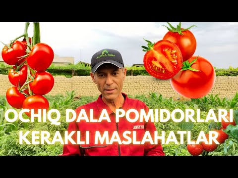 Видео: ОЧИҚ ДАЛА ПОМИДОРЛАРИ-КEРАКЛИ МАСЛАҲАТЛАР | OCHIQ DALA POMIDORLARI-KERAKLI MASLAHATLAR