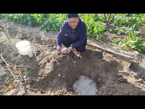 Видео: Кузда кучат экиш сири ва энг мувофик ( оптимал) вакти.