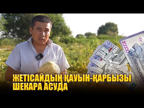 Видео: Мақтарал ауданында қауын-қарбыздың ерекше сорты өседі