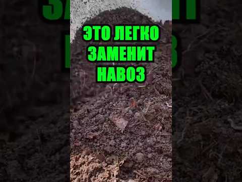 Видео: Секретное удобрение, которое заменит навоз: есть на каждой кухне! Натурально и бесплатно.