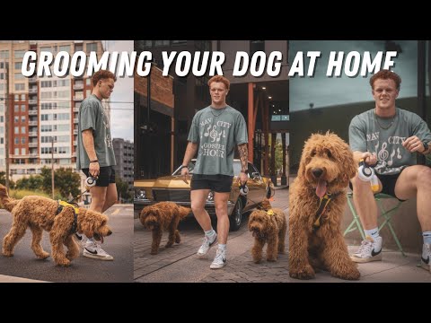 Видео: Чего вам не расскажут об уходе за вашим голдендуделем