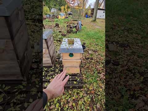 Видео: Видеодневник с дачи-пасеки - 02.11.2025. День на даче, где я развожу пчёл.