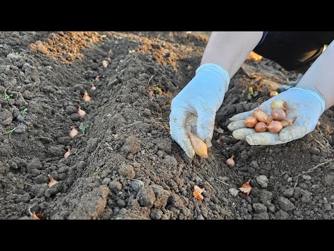 Видео: Это растение я всегда сажаю рядом с луком – вот почему!