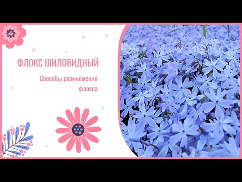 Видео: Флокс шиловидный. Показываю проверенные способы размножения флокса