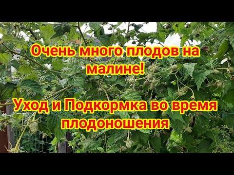 Видео: Уход за малиной во время плодоношения + Подкормка