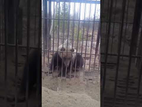 Видео: Поймали  медведя на промысле.