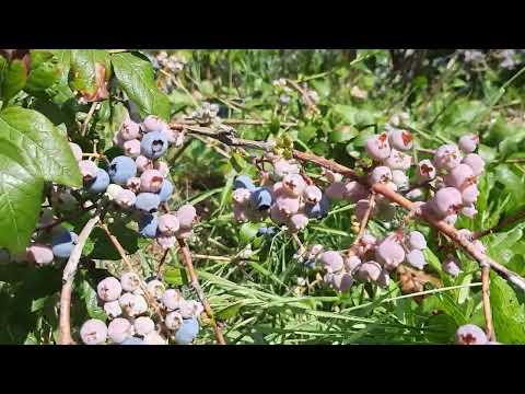 Видео: Blueberry. Урожай голубики семнадцати сортов ( 4К )