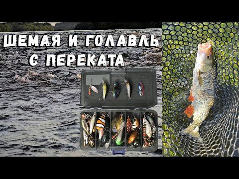 Видео: Шемая и голавль с переката