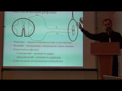 Видео: Спинальные рефлексы 1
