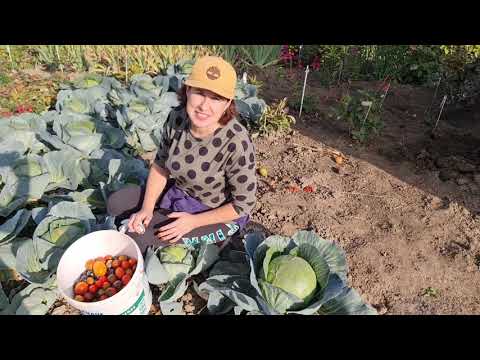 Видео: Працюємо на городі, осінні роботи та збір врожаю помідорів, огірків, батату.