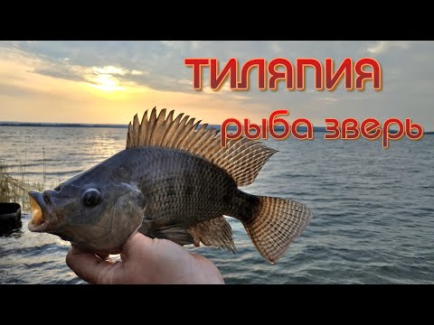 Видео: Тиляпия  Рыба с характером  Нововоронеж