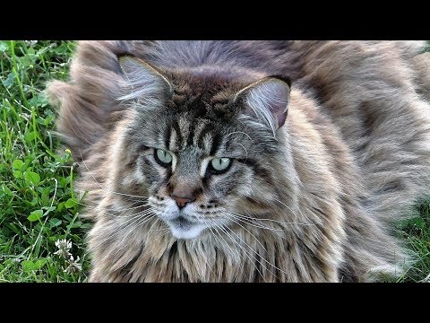 Видео: Котики, Альпы и честные цветы