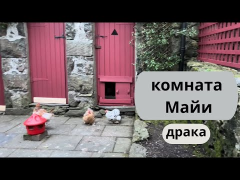 Видео: 253. Дерусь с Петей, комната Майи, город Dolgellau, покупки в супермаркете.