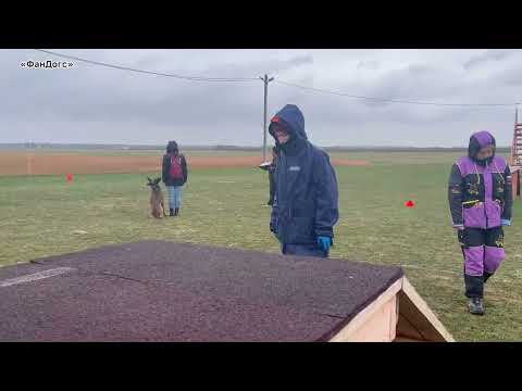 Видео: ФАНДОГС ОКД сдача испытаний Бараккуда фом Грюнен Штадт малинуа