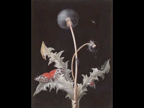 Видео: Дядя Го - Одуванчики