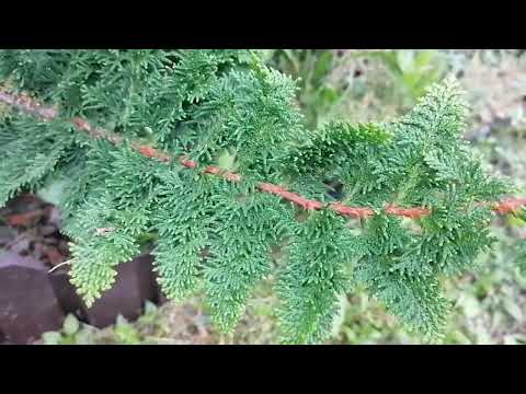 Видео: Кипарисовик тупой (Chamaecyparis obtusa), снежноягодник, юкка нитчатая, барвинок, вереск сортовой