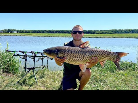 Видео: с. Боголюби. Коропова рибалка з ночівлею. Маркеріння та чудовий корм ключ до успіху. 4K
