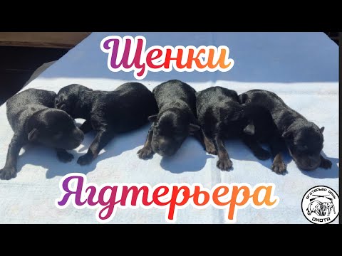 Видео: Щенки ягдтерьера ч.1 
 Jagdterrier puppies