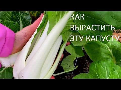 Видео: Собираю УРОЖАЙ КРУГЛЫЙ ГОД.  Только так выращиваю  капусту  Пак Чой