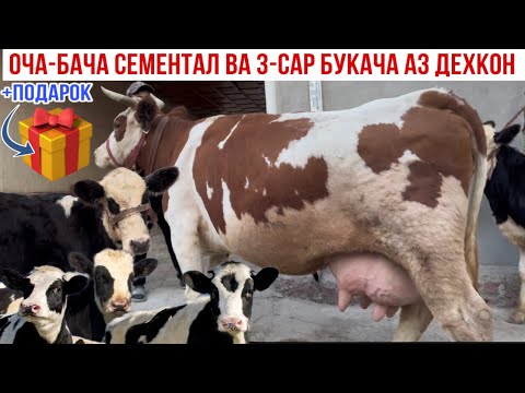 Видео: ОЧА БАЧА СЕМЕНТАЛ ВА 3-САР БУКАЧАХОИ ЭЛИТА АЗ ДЕХКОН 25 октября 2025 г.