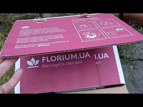Видео: Цибулькові від Флоріум 🪻🌷Вартість п. м.📦🤷