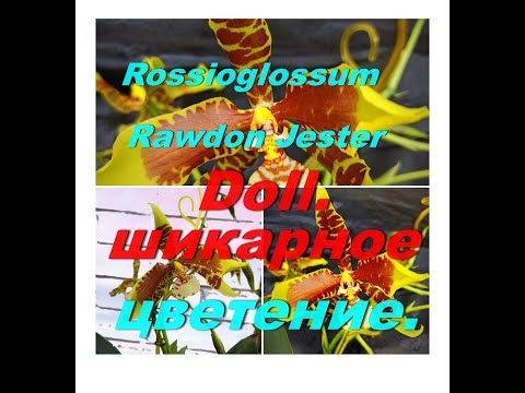 Видео: Шикарное цветение орхидеи КЛОУН. Rossioglossum Rawdon Jester Doll.