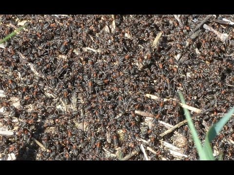 Видео: Органический фермер Иван Новичихин. Насекомые и птицы