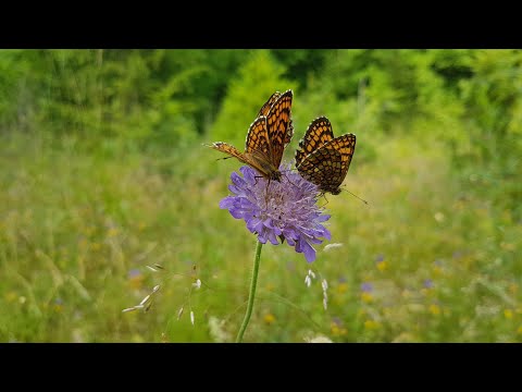 Видео: Ладога 2020. Пляж "Белое колено". Часть 2.