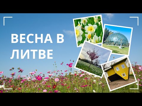 Видео: Весна в Литве: нарциссы, чудеса и деревянная магия!