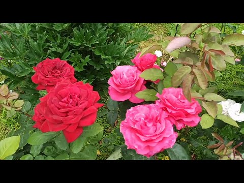 Видео: Чайно-гибридные розы цветущие в Подмосковье.