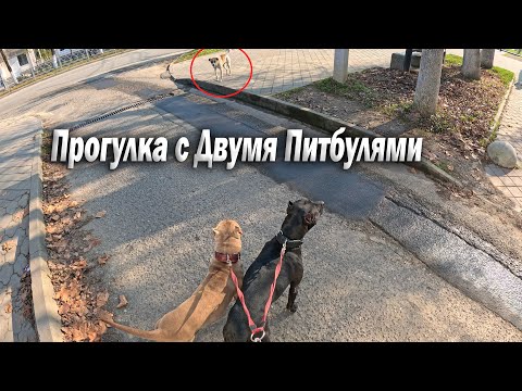 Видео: Прогулка с Двумя Питбулями Крони и Багирой по хутору и городу !!!