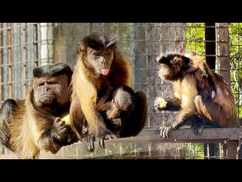 Видео: Малыш КАПУЦИН ЗАЛЕЗ НА СПИНУ к маме, пока не забрали 😁 Мама кормит малыша, папа следит за порядком!