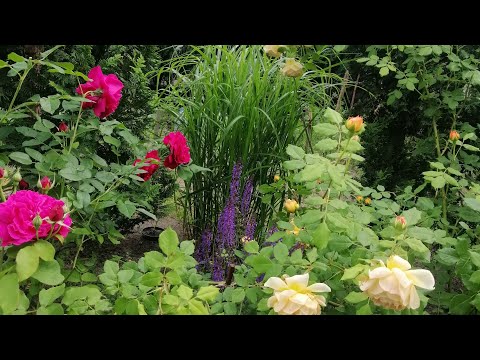 Видео: розы Остина 🌹29 сортов 🤷‍♀️что я о них думаю...