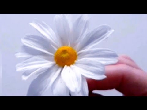 Видео: Сахарная ромашка🌼