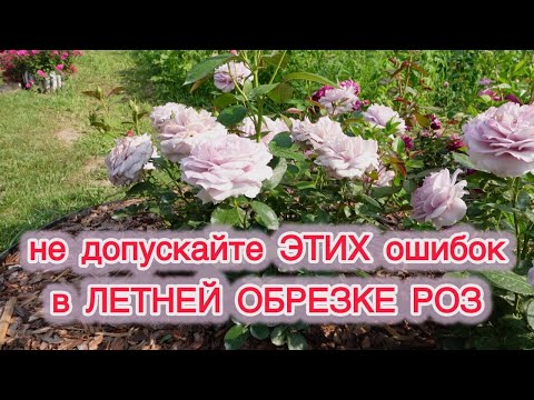 Видео: ОБРЕЗКА РОЗ ПОСЛЕ ПЕРВОГО ЦВЕТЕНИЯ.