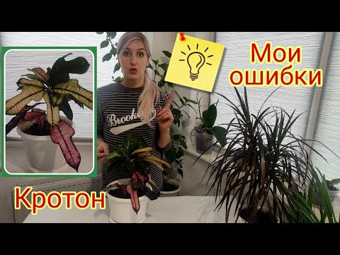 Видео: Кротон (Кодиеум): уход в домашних условиях