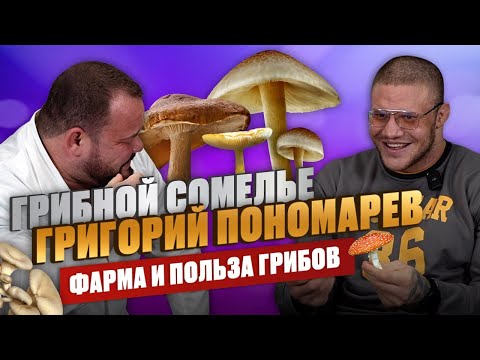 Видео: Грибной сомелье - Григорий Пономарев: фарма, польза грибов и травмы