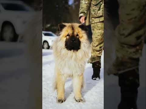 Видео: Собака, лизнувшая край ночного неба или просто Чау-чау! Фотосессия для милой ушанки