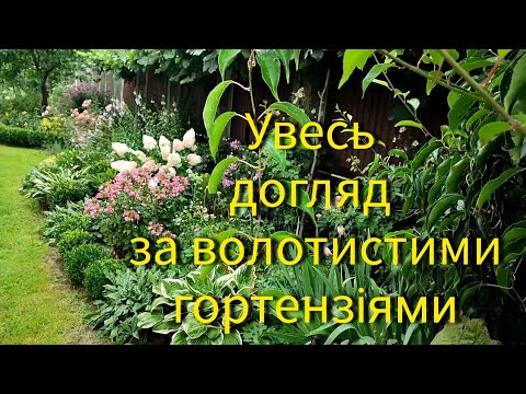 Видео: Увесь мій догляд за волотистими гортензіями