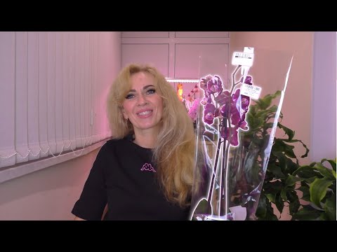 Видео: Орхидея КАМЕННАЯ РОЗА. СЧАСТЬЮ НЕТ ПРЕДЕЛА! Как это было...