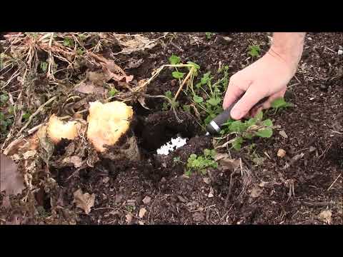 Видео: ОБНОВЛЕНИЕ по зимней гибели покровной культуры редьки дайкон