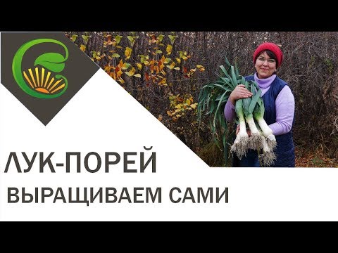 Видео: Выращиваем  крупный ЛУК-ПОРЕЙ