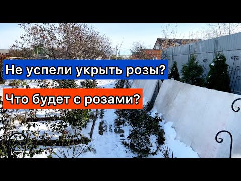 Видео: Не успели укрыть розы? Что будет с розами? Польза осенних заморозков для роз.