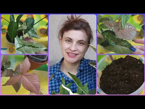 Видео: Сингониумы🌱Регина Рэд🌺Три Короля🌿Пинк Флескид🌷Империал Вайт🍀Размножение🌱Укоренение🌺Пересадка🌿Грунт