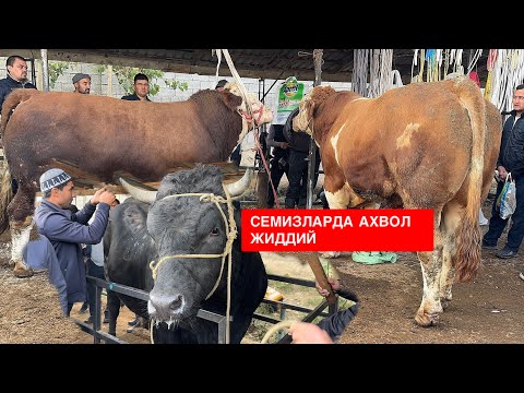 Видео: ЁР СИТИ СЕМИЗ БУҚАЛАРДА ЯХШИГИНА ЯНГИЛИК КУТИЛМОҚДА БОЗОРДА АХВОЛ ТАНГ. 