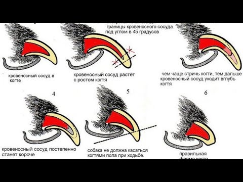 Видео: Как подстричь когти собаке. ТЕХНИКА.
