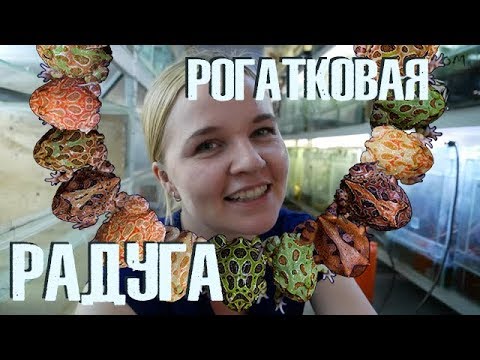 Видео: Окрасы лягушек-рогаток! Что интересного?