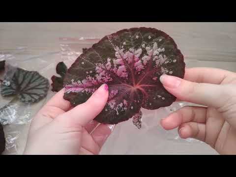 Видео: И снова посылка с Бегониями 🌺