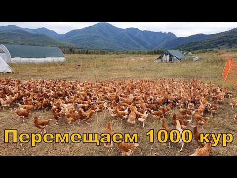 Видео: Перемещаем 1000 кур на пастбище - мобильный курятник